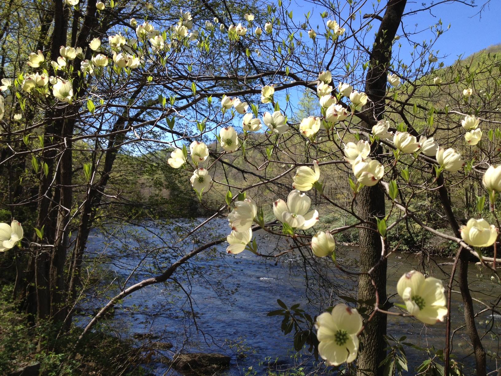 20250516235603_0-dogwoods