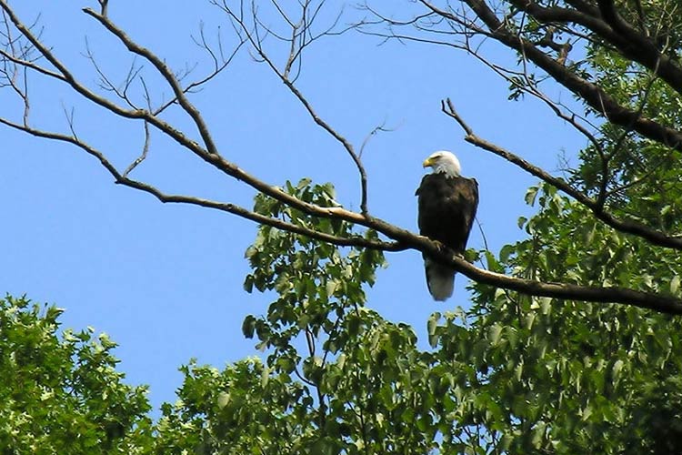 wildlife viewing tours in maryland