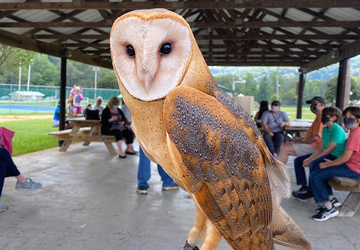 A List Of Birds Of Prey Or Raptors - WorldAtlas